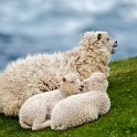 Shetland 291 copia